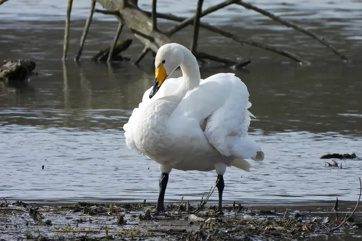 Singschwan