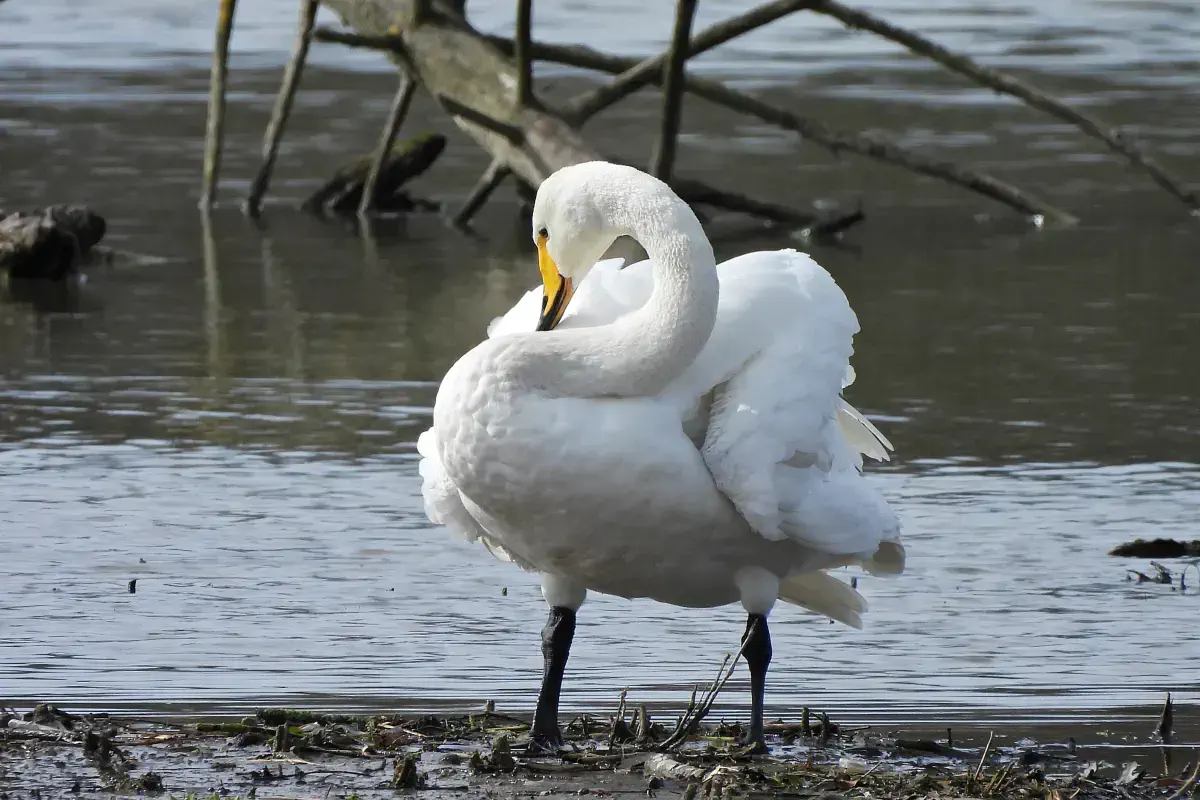 Singschwan