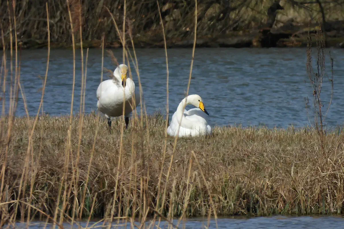 Singschwan