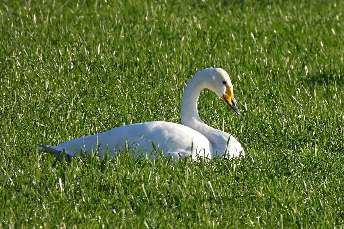 Singschwan