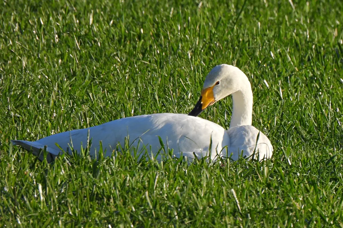 Singschwan