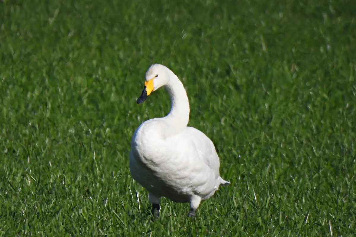 Singschwan
