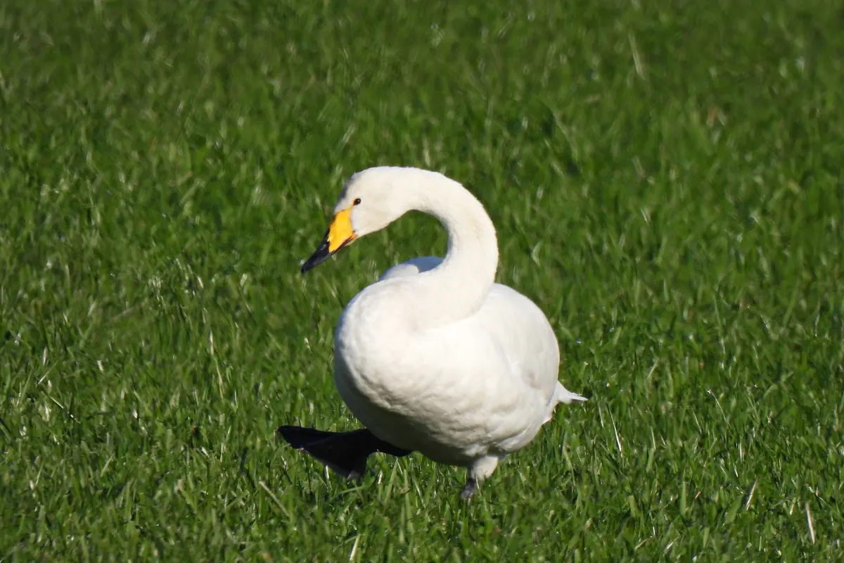 Singschwan