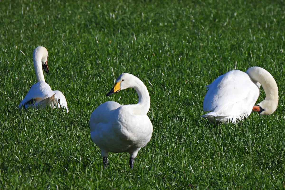 Singschwan
