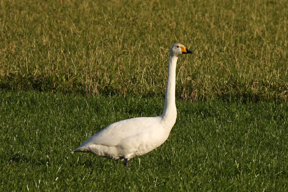 Singschwan