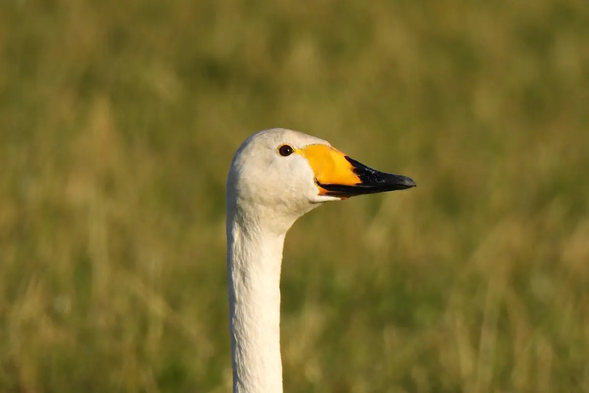 Singschwan