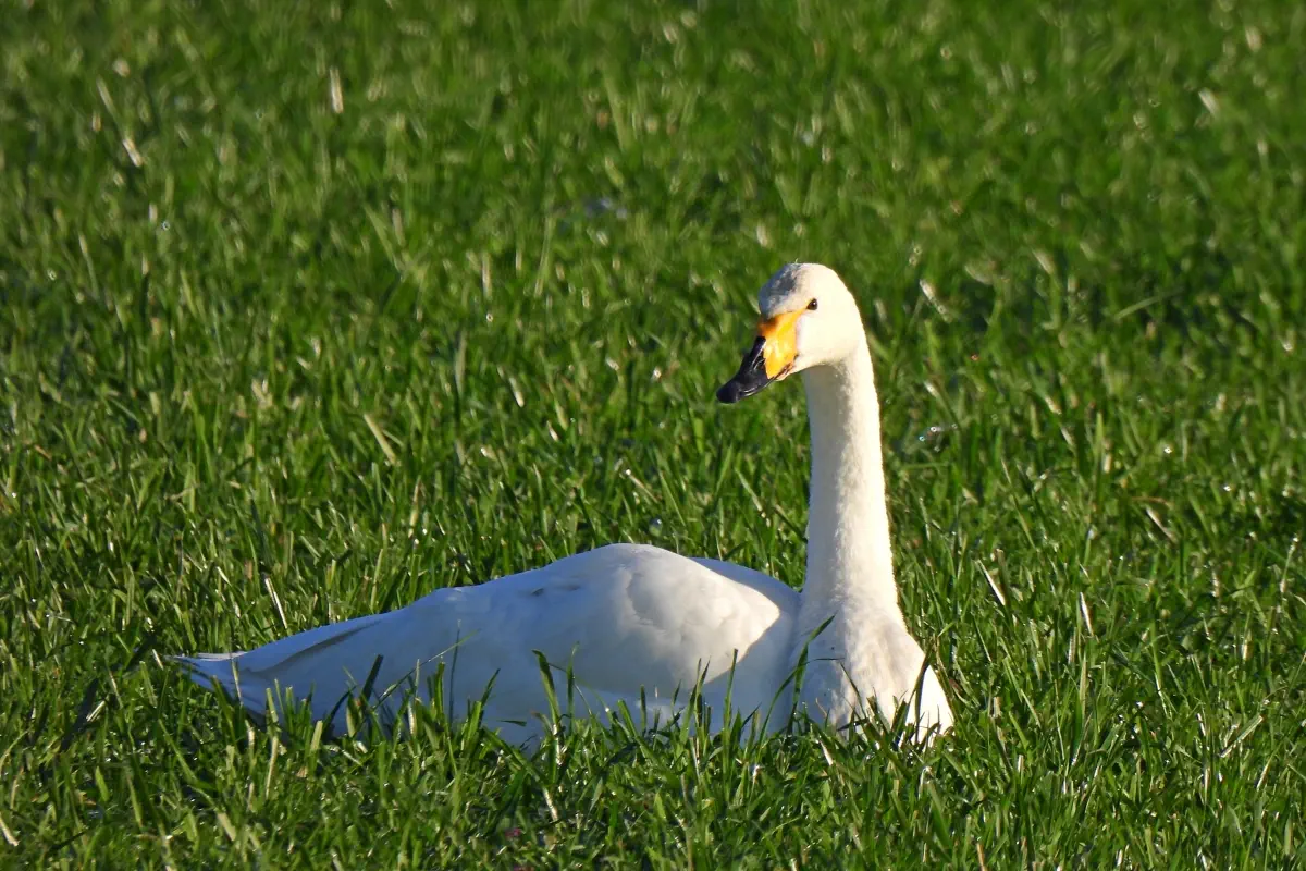 Singschwan