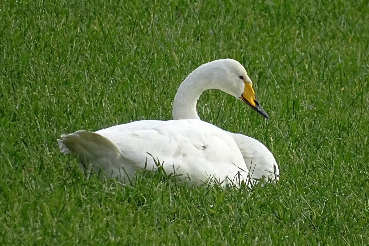 Singschwan