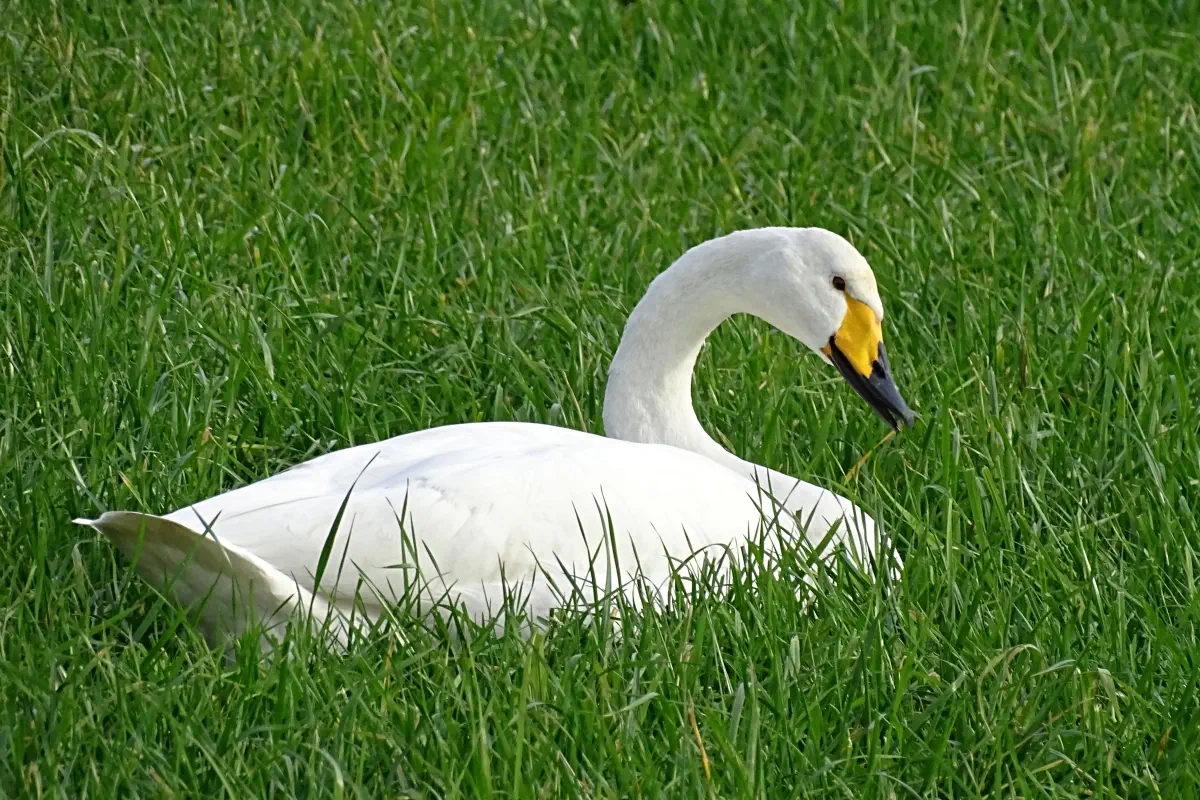 Singschwan