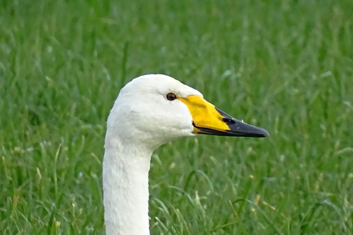 Singschwan