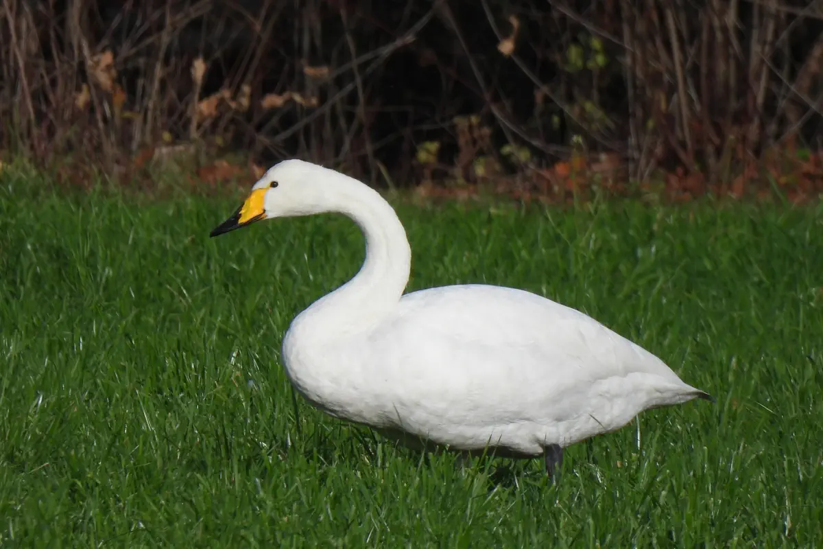 Singschwan