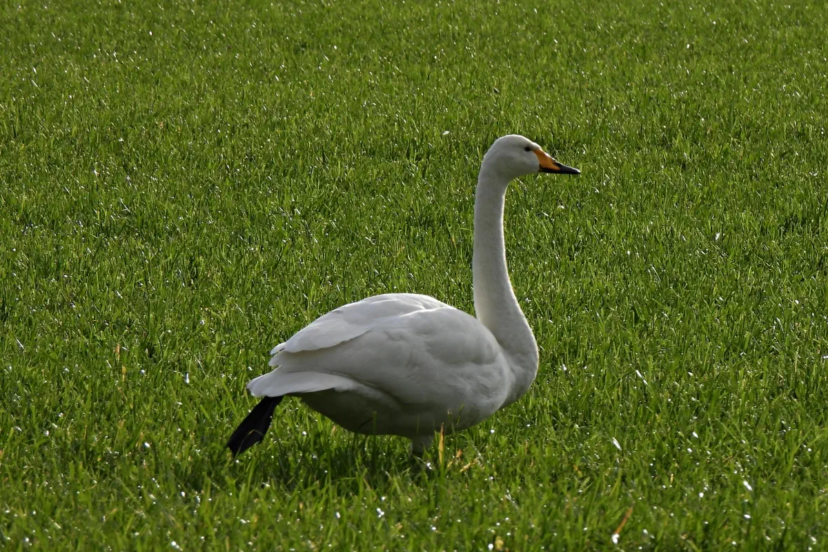 Singschwan
