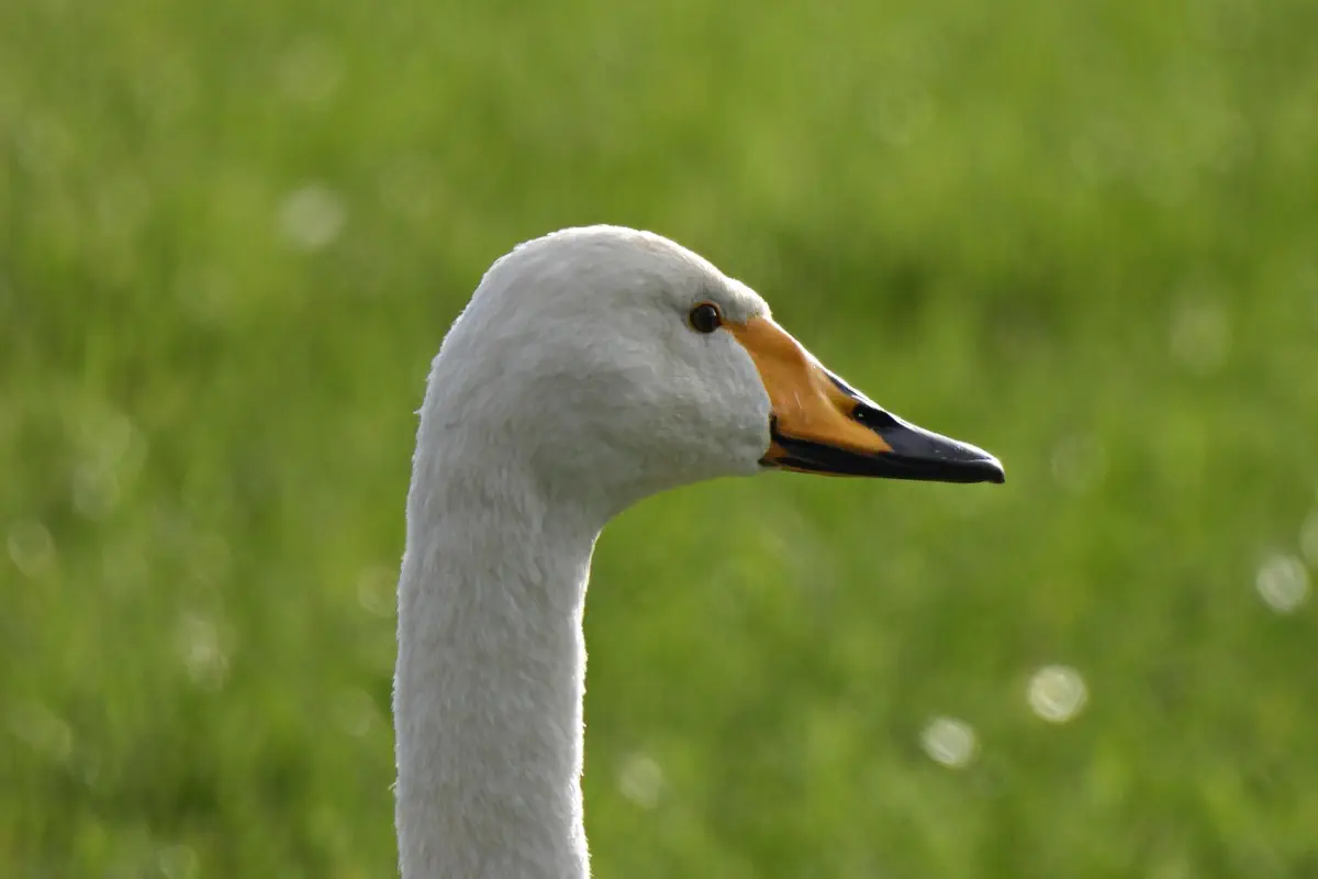 Singschwan
