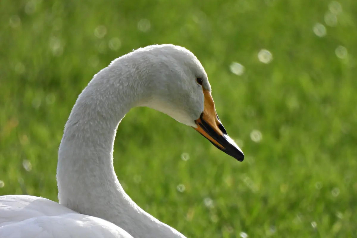 Singschwan