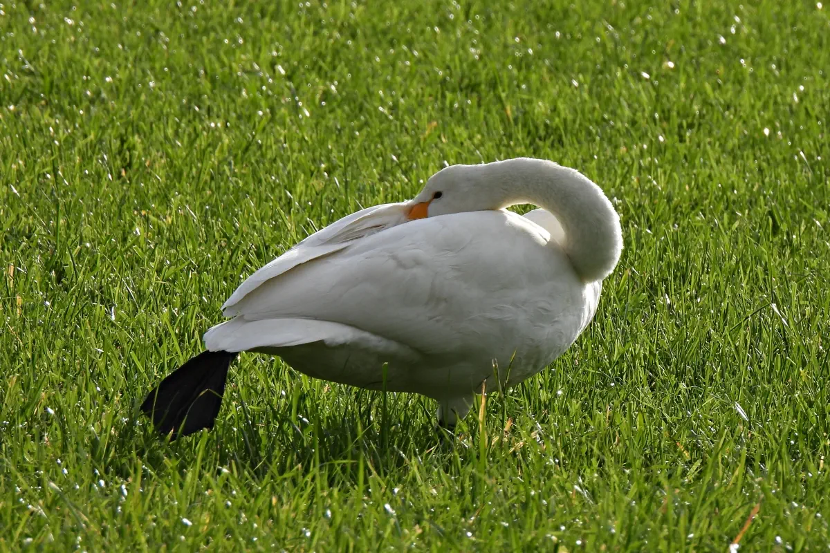 Singschwan