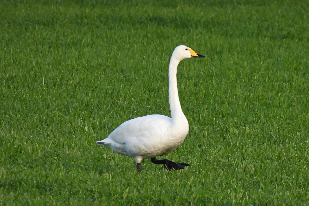 Singschwan