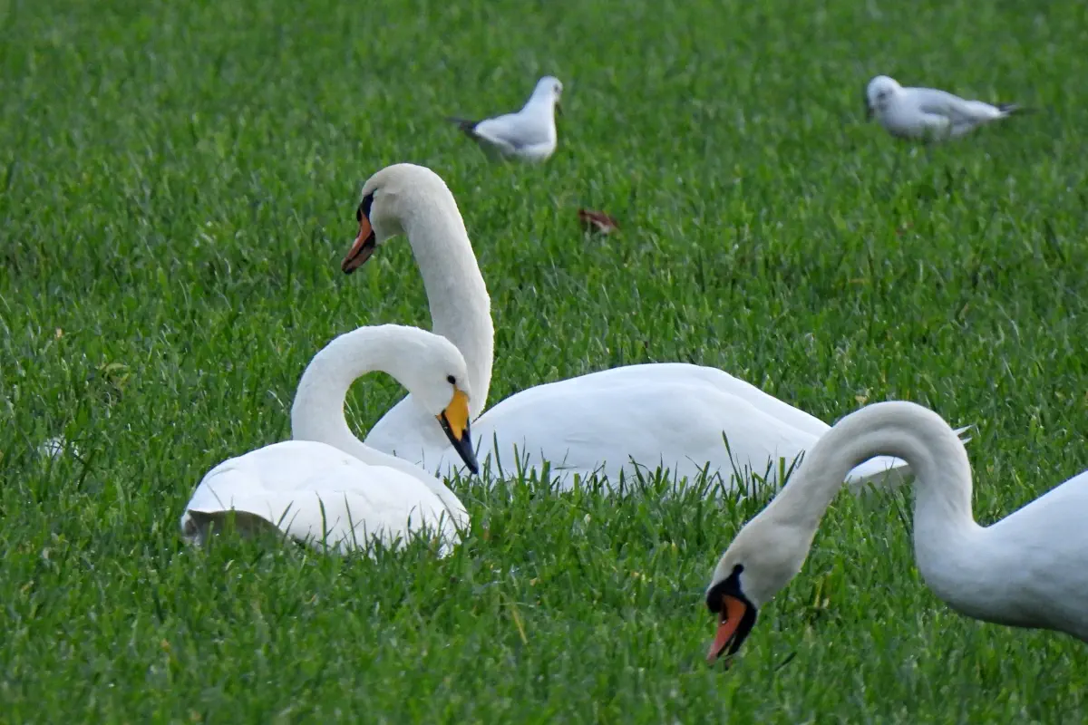 Singschwan
