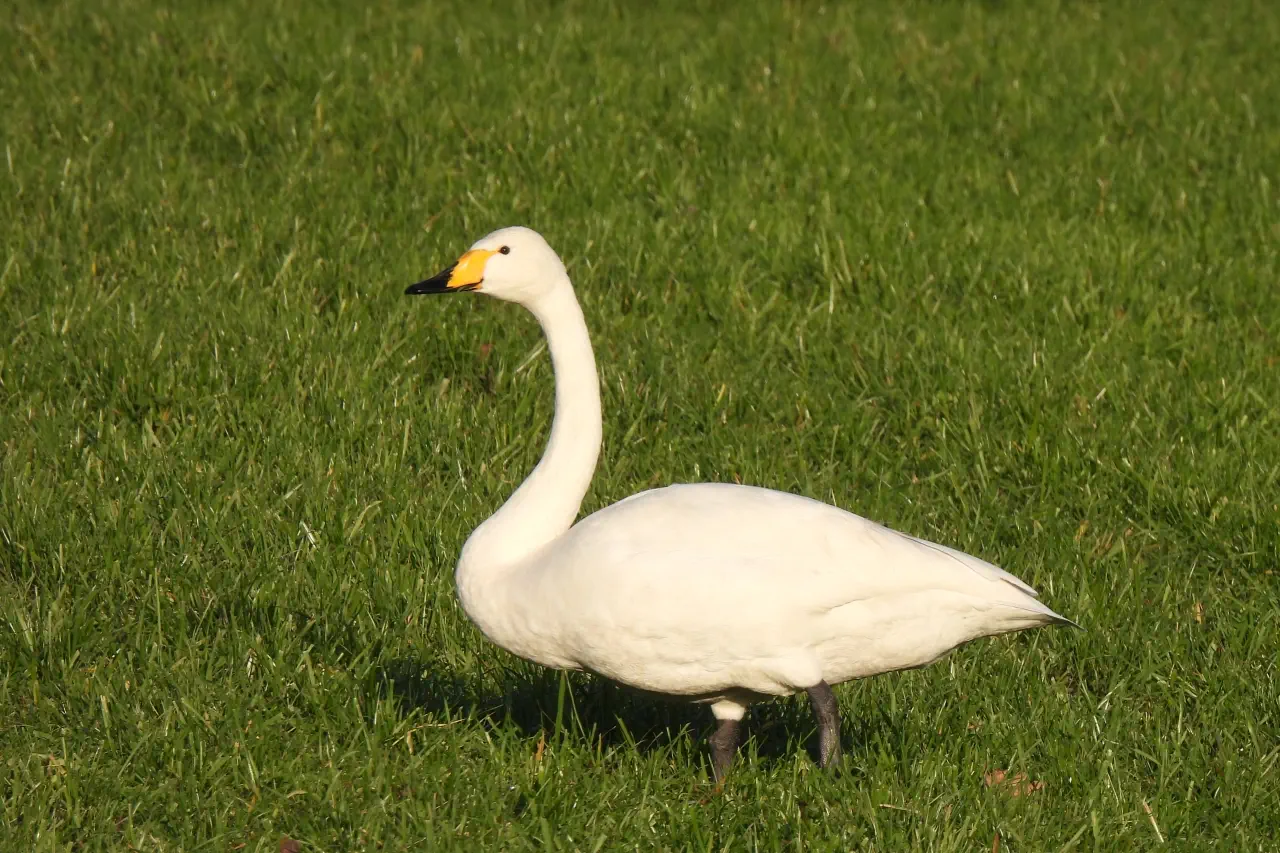 Singschwan