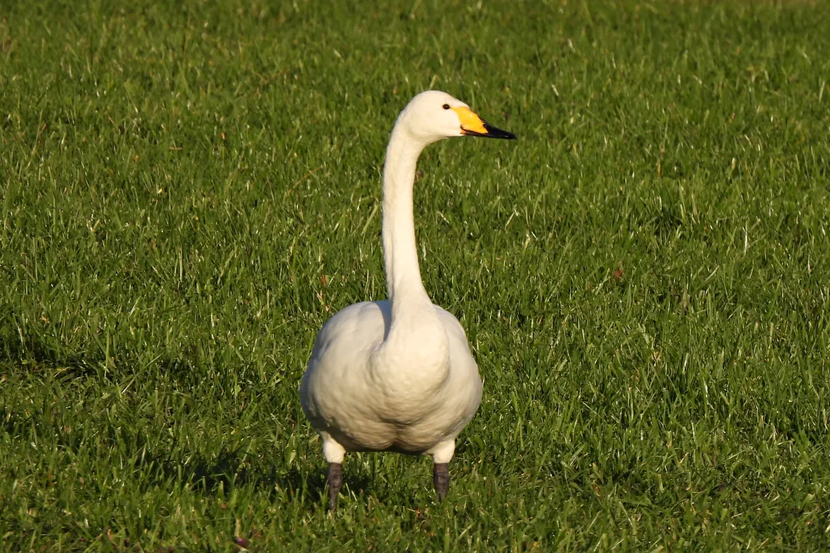 Singschwan