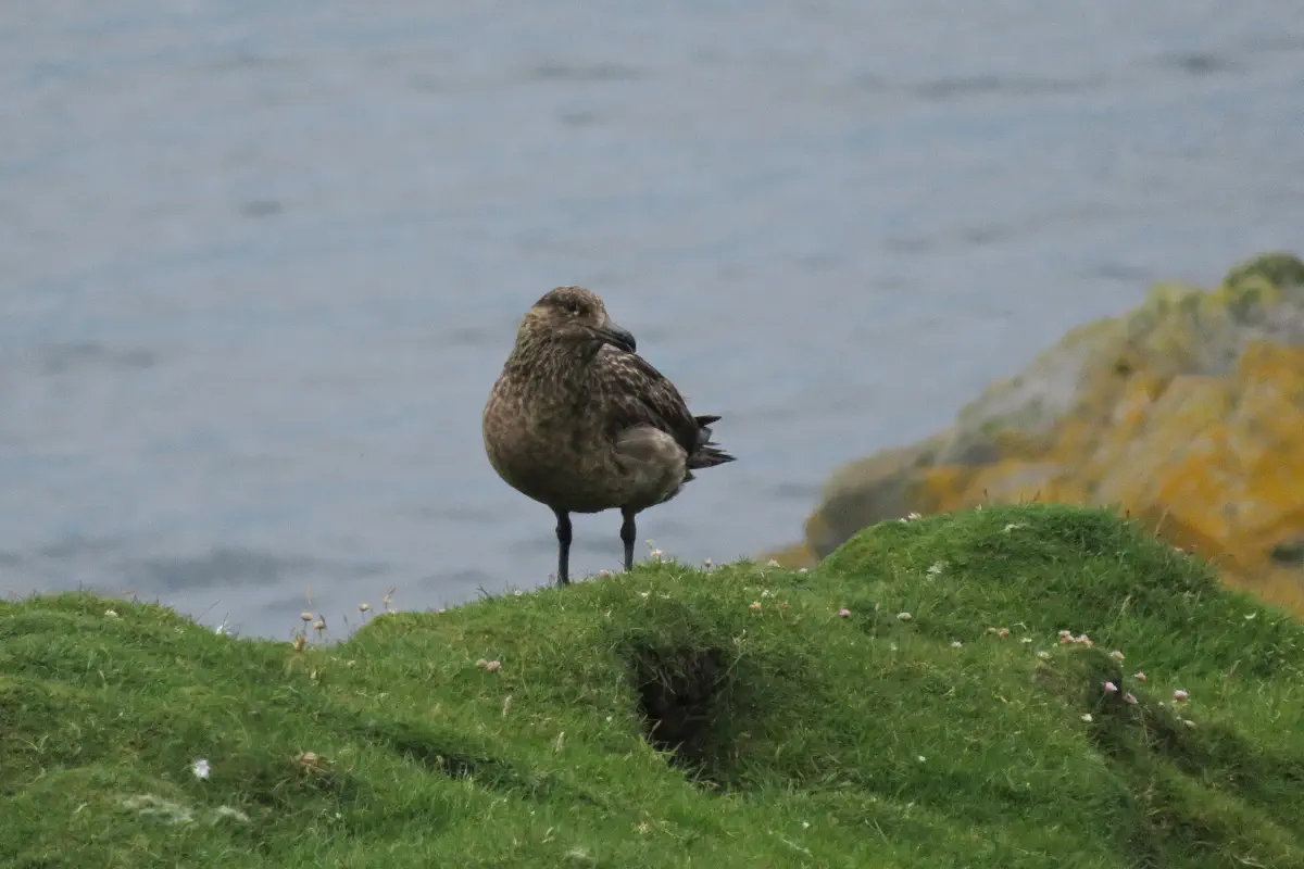 Skua
