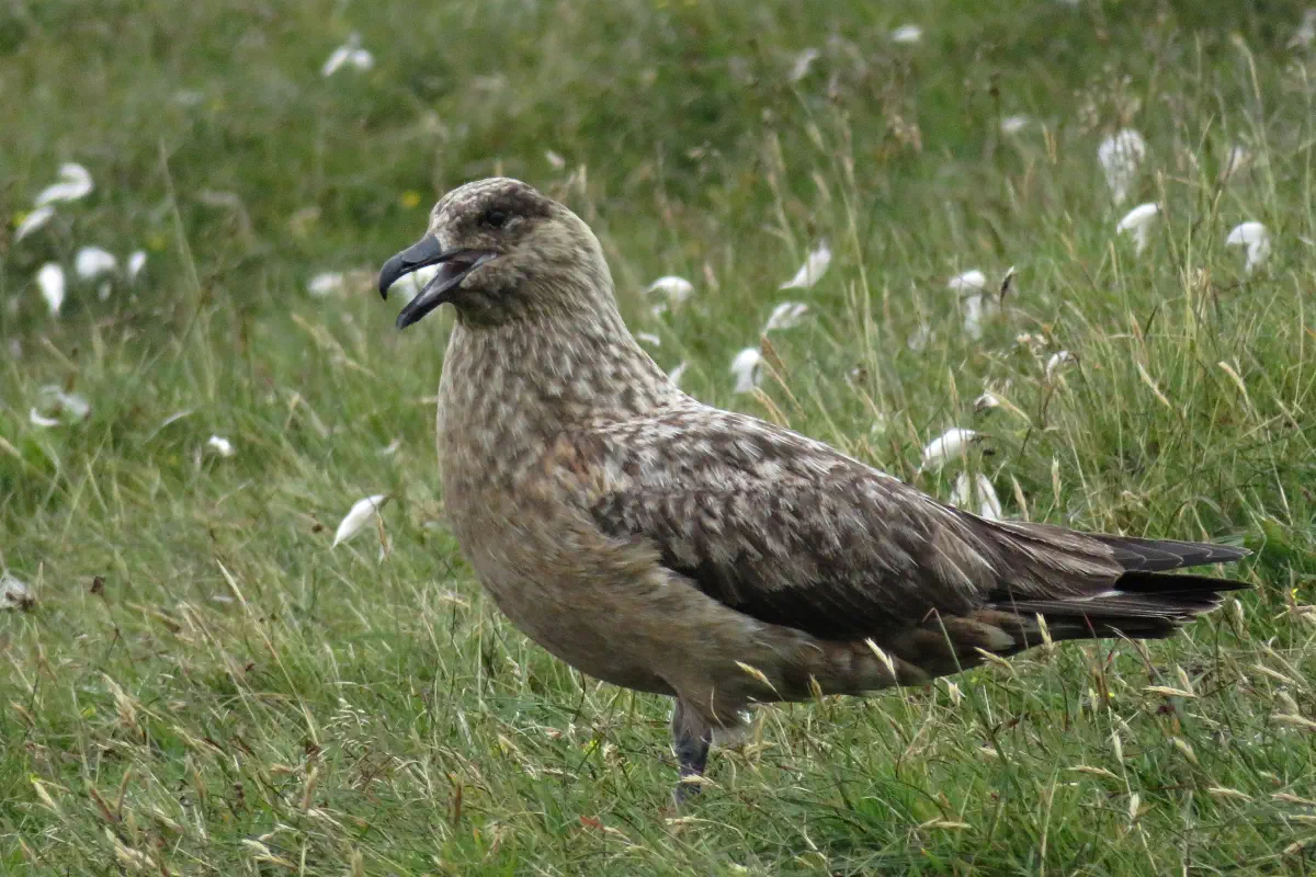 Skua