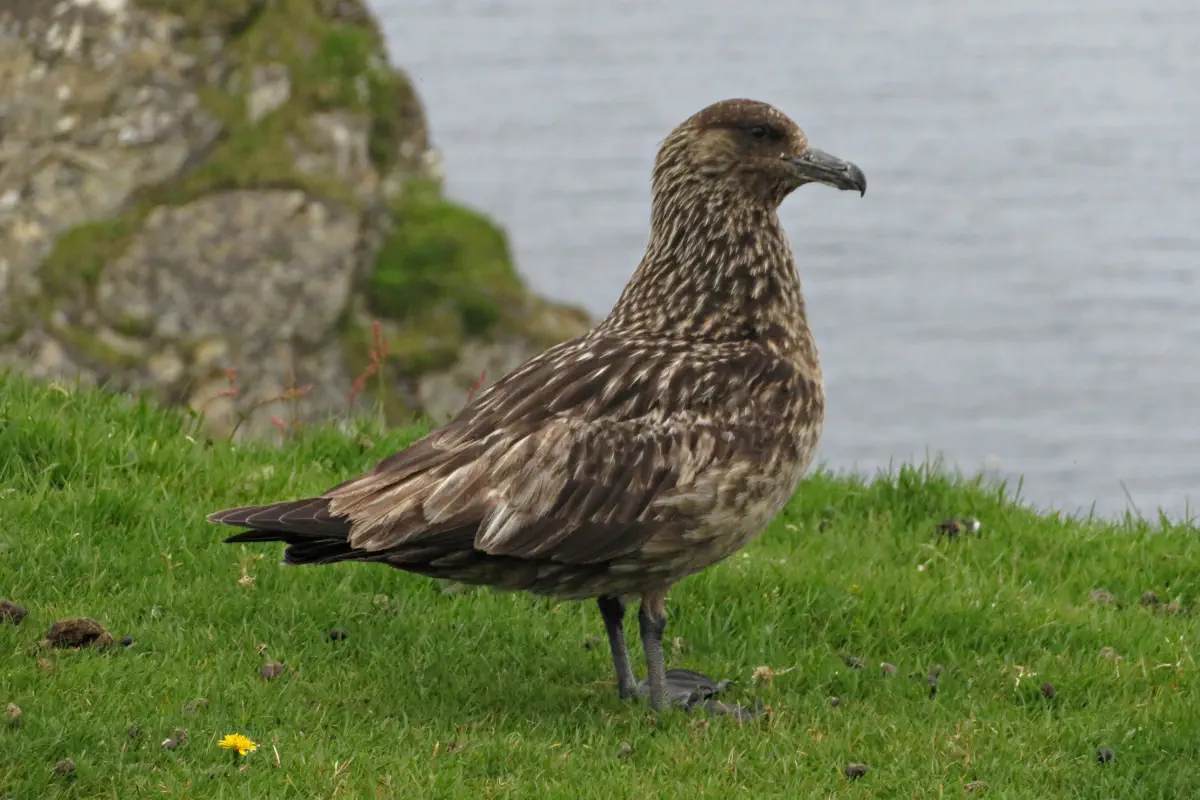 Skua