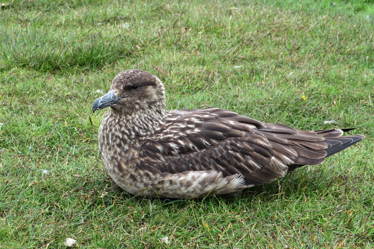 Skua