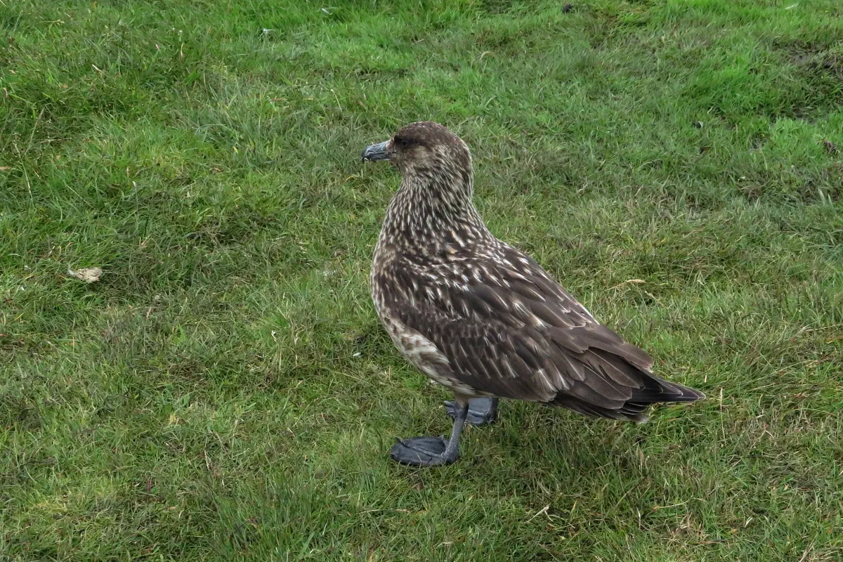 Skua