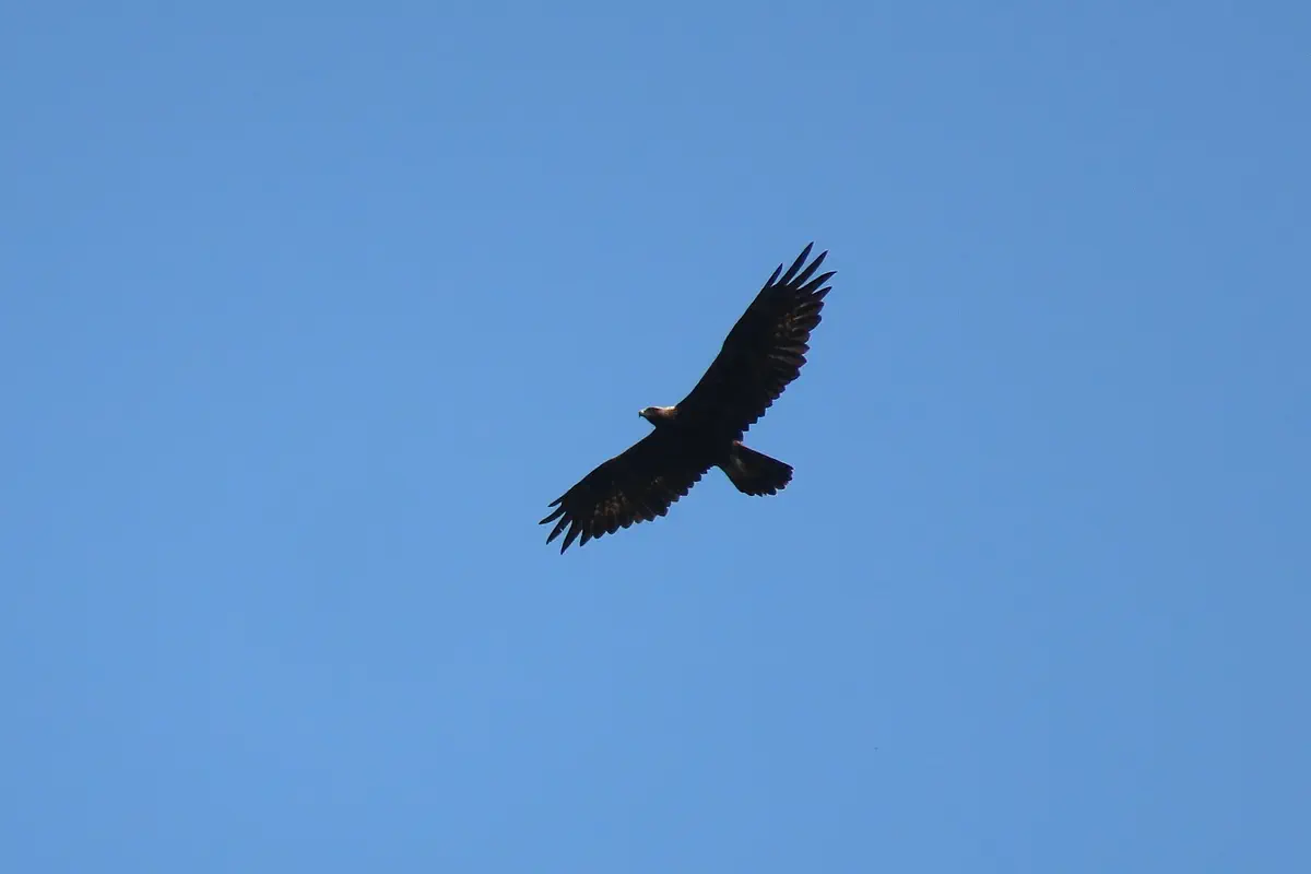 Steinadler