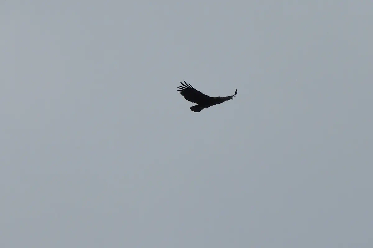 Steinadler