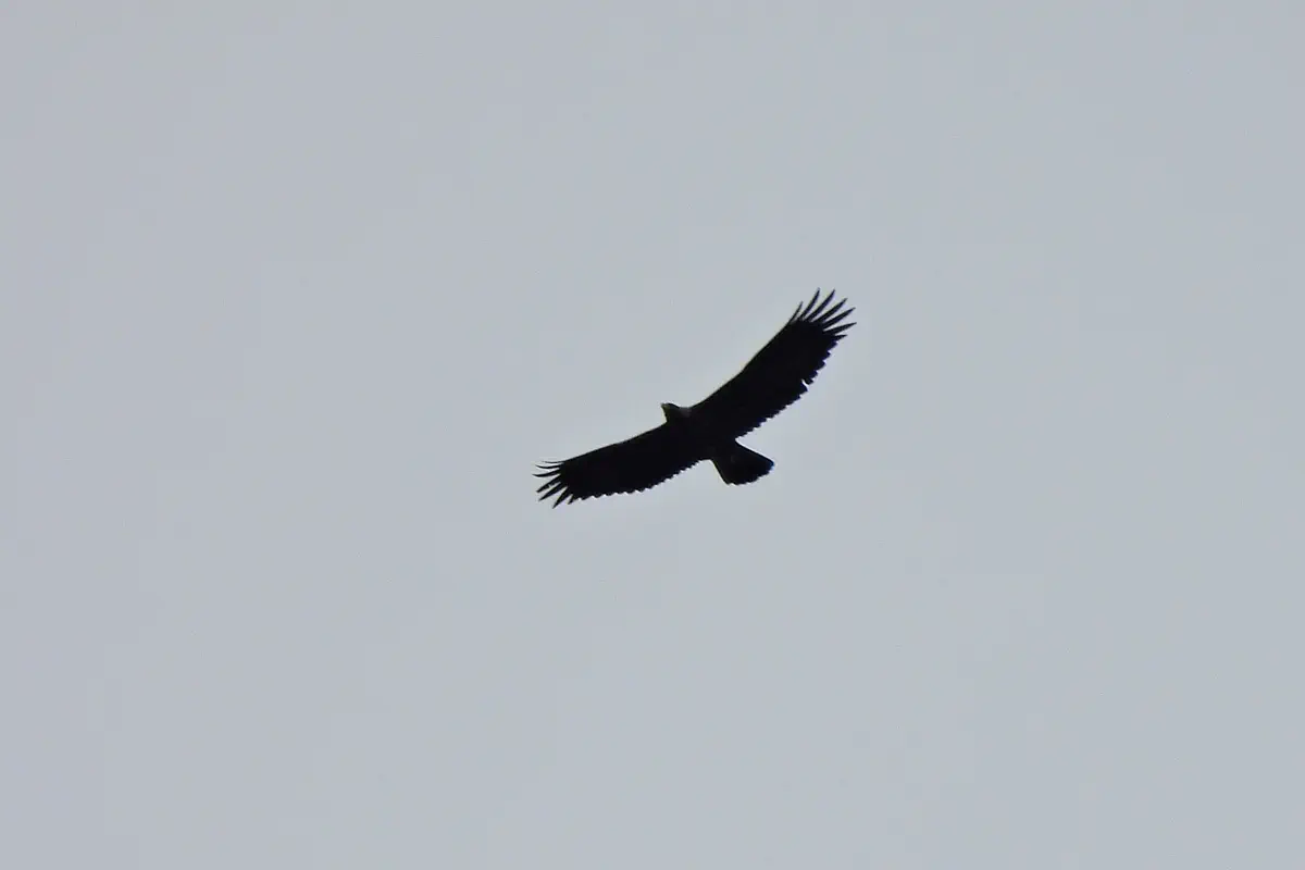 Steinadler