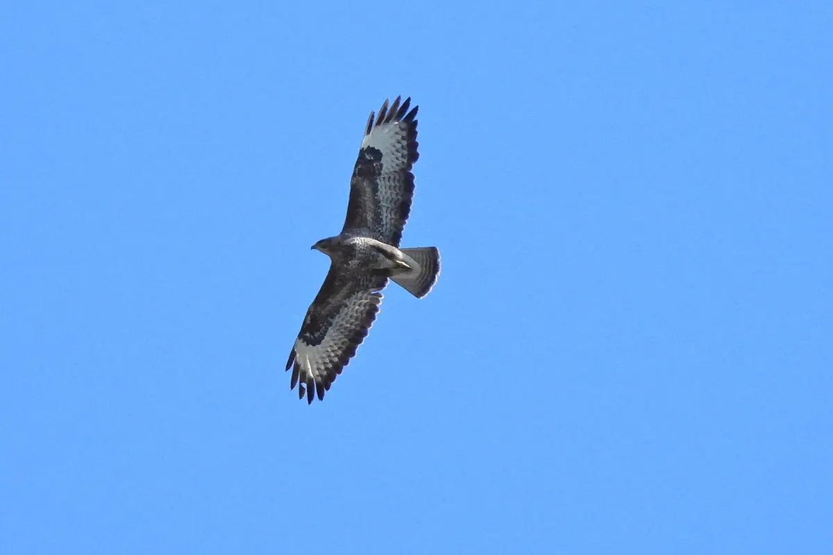Steinadler