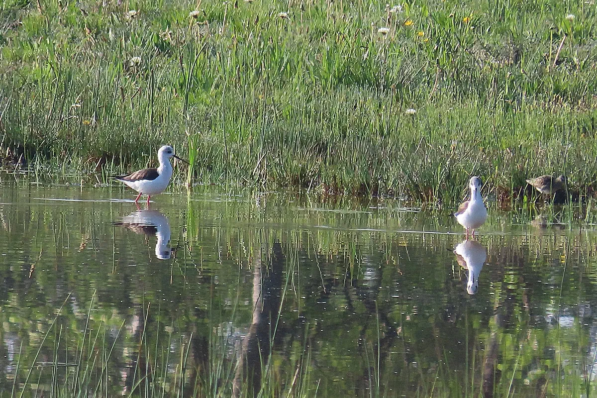 Stelzenläufer