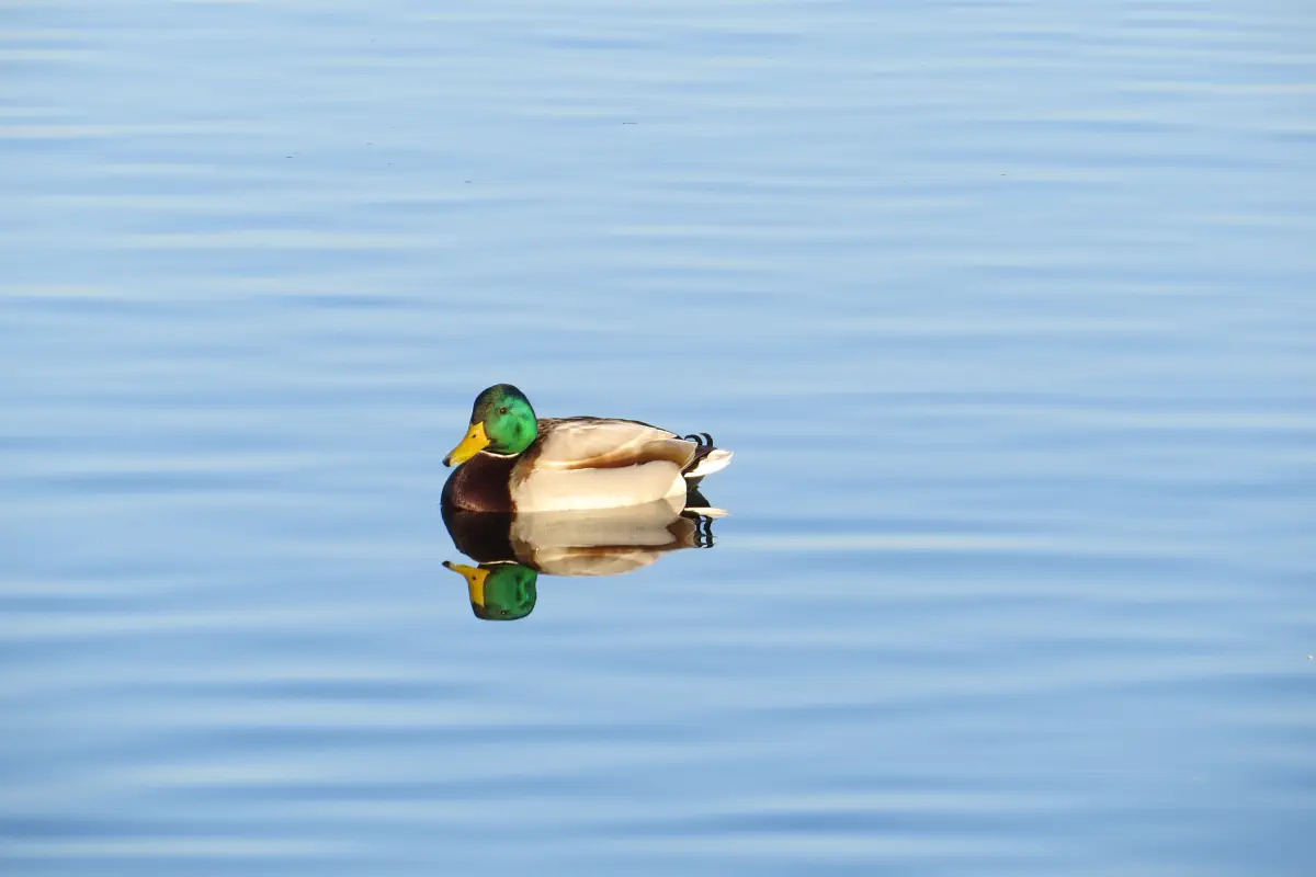 Stockente
