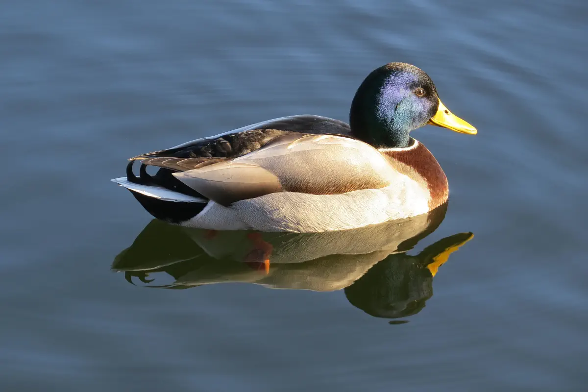 Stockente