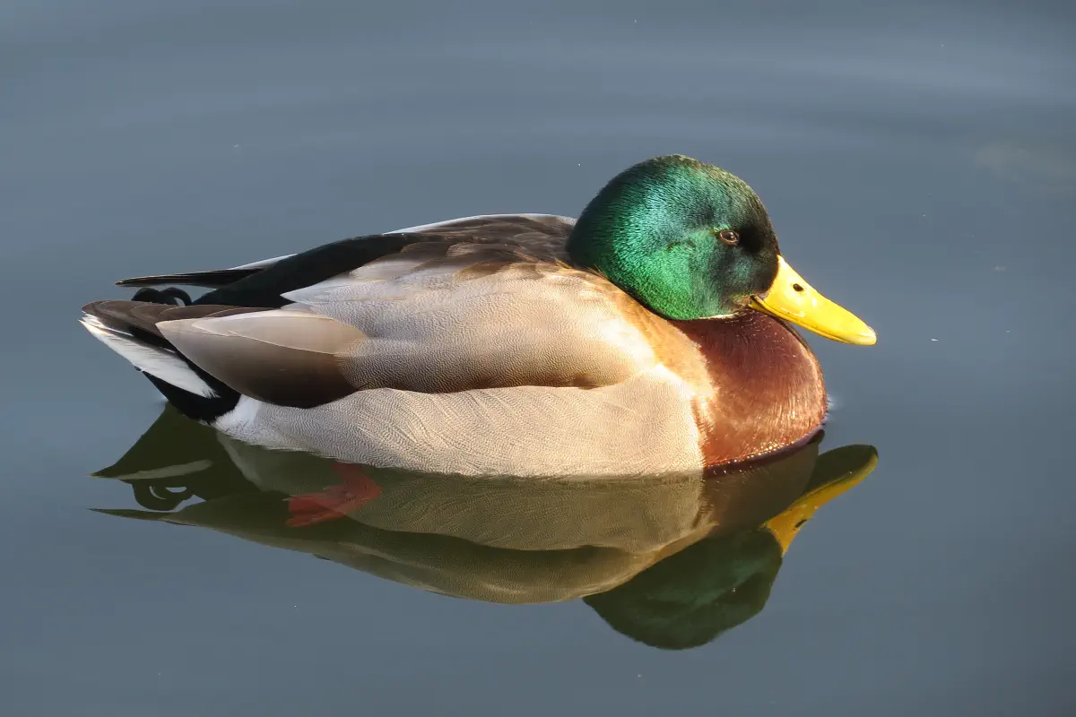 Stockente