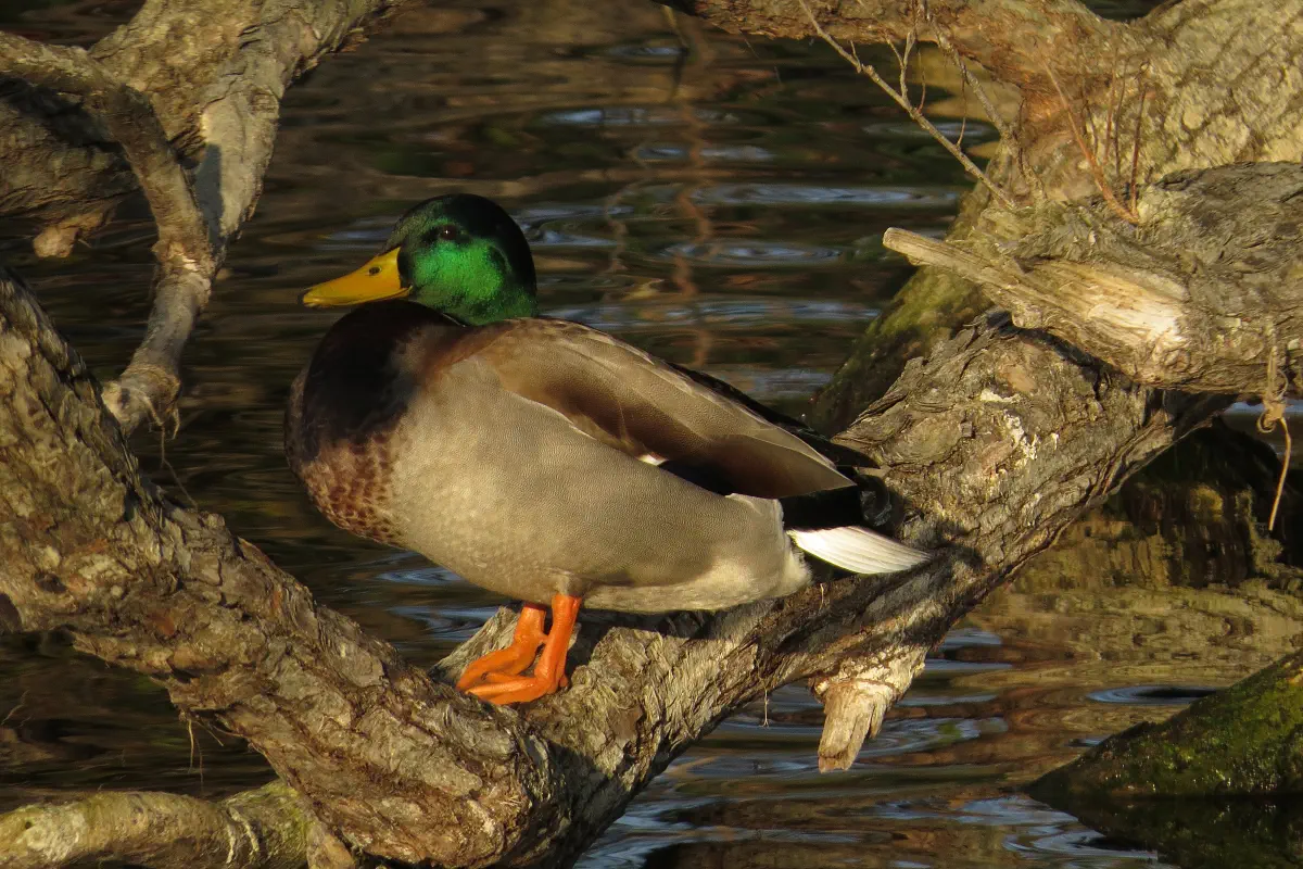 Stockente