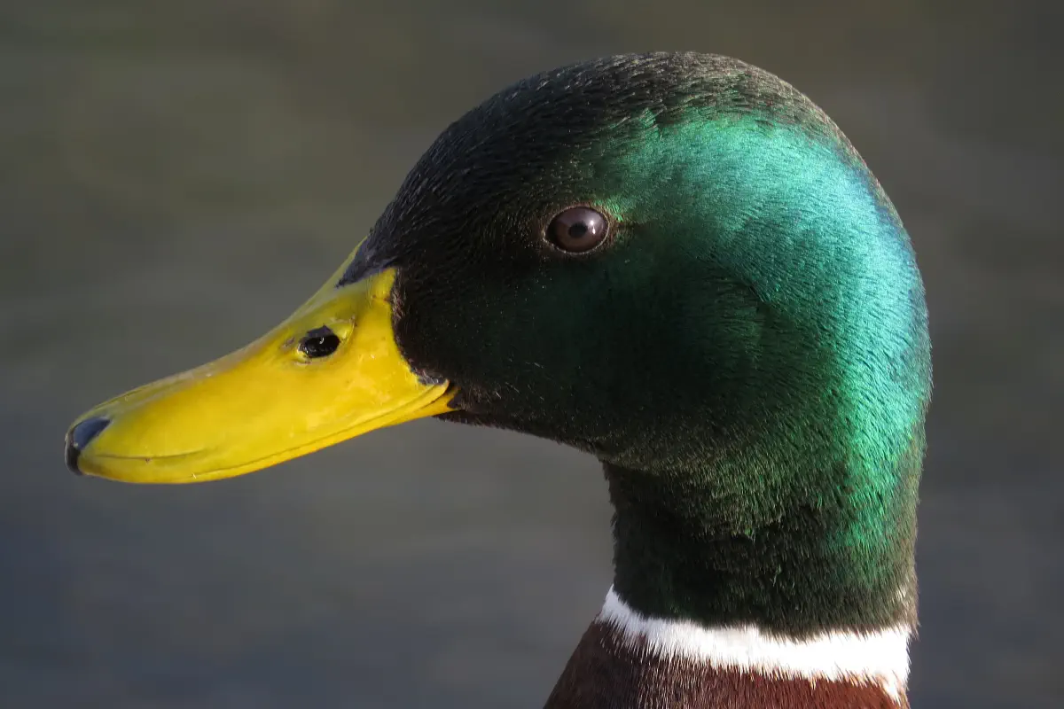 Stockente