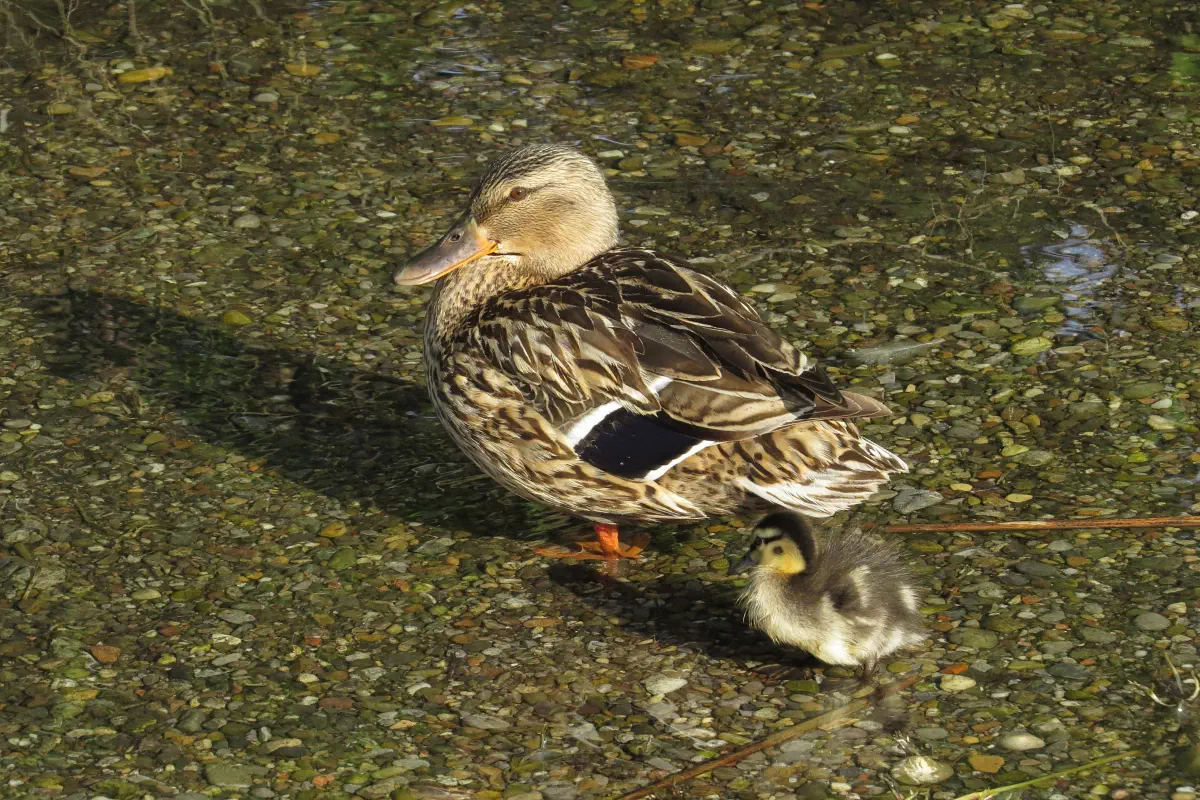 Stockente