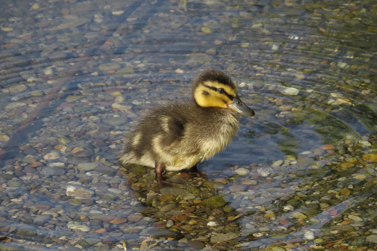 Stockente