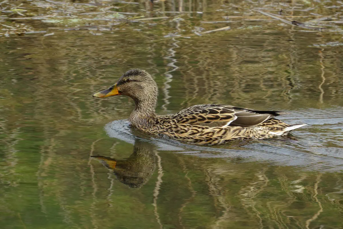 Stockente