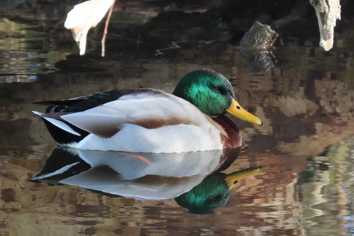 Stockente