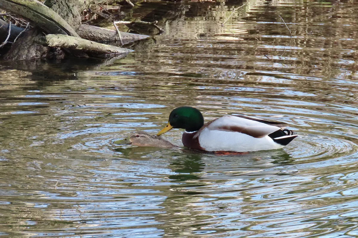 Stockente