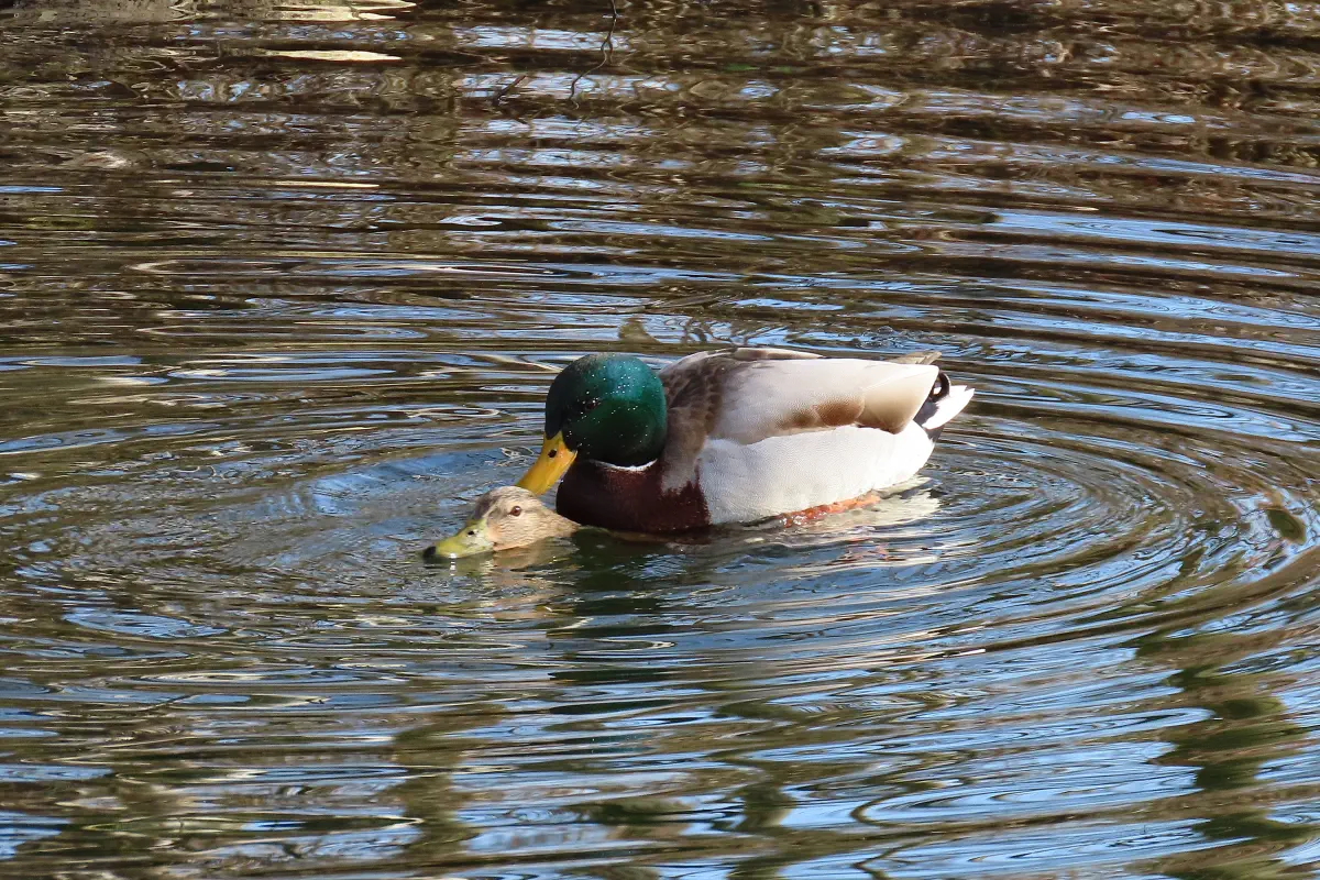 Stockente