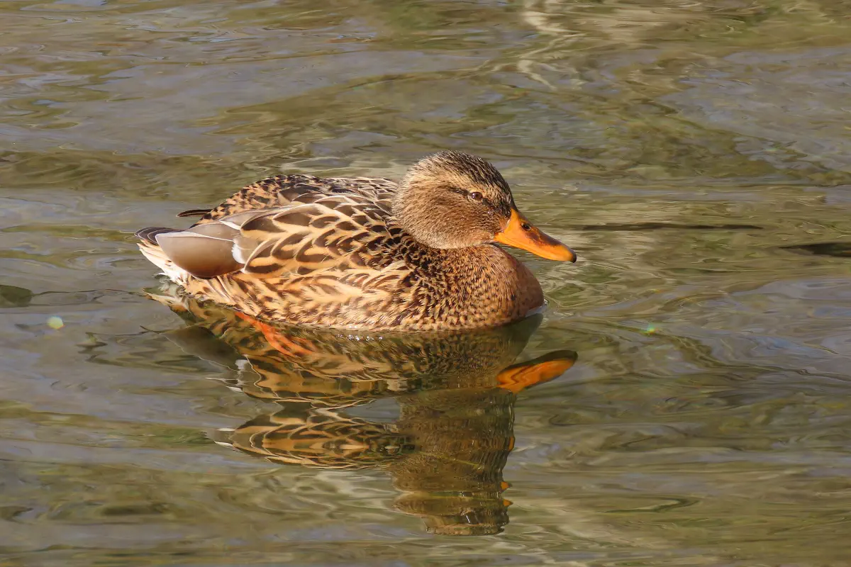 Stockente