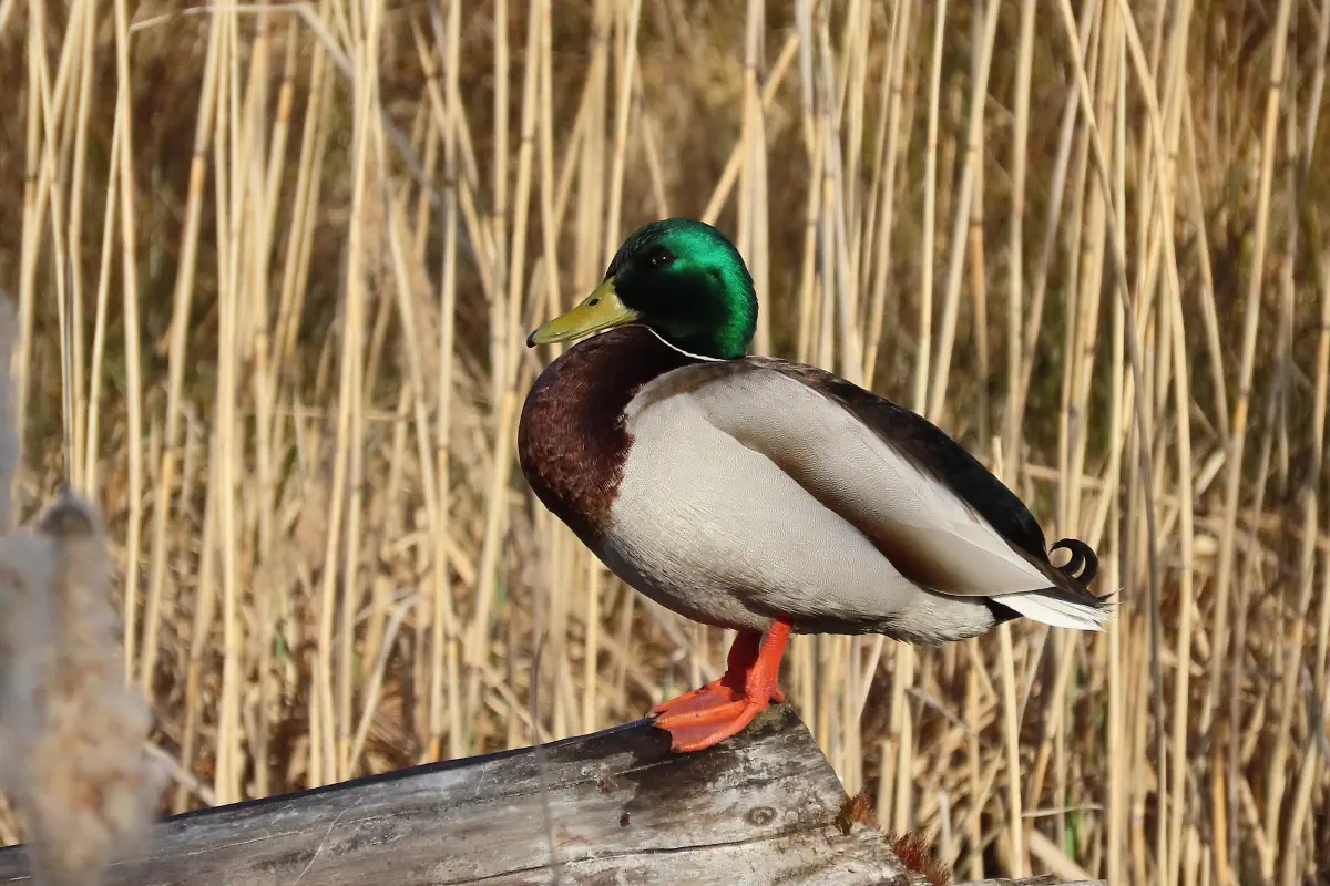 Stockente