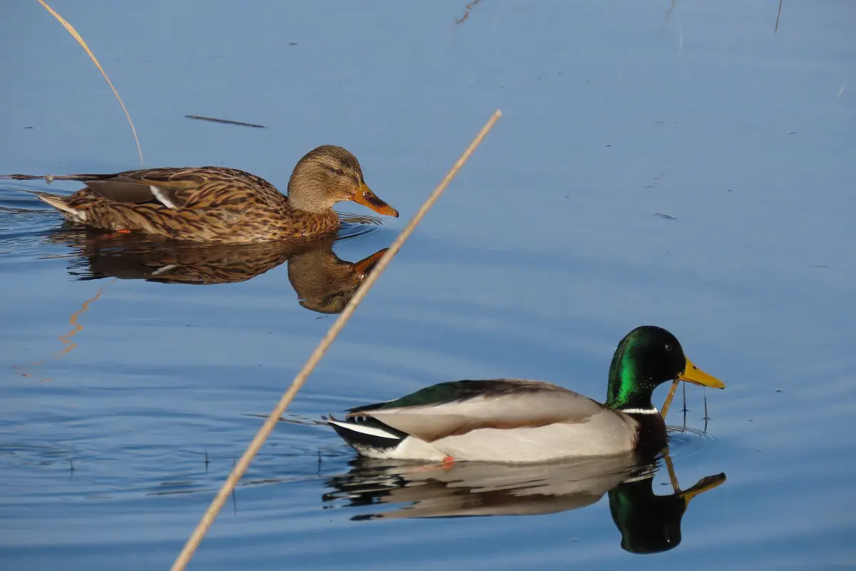 Stockente