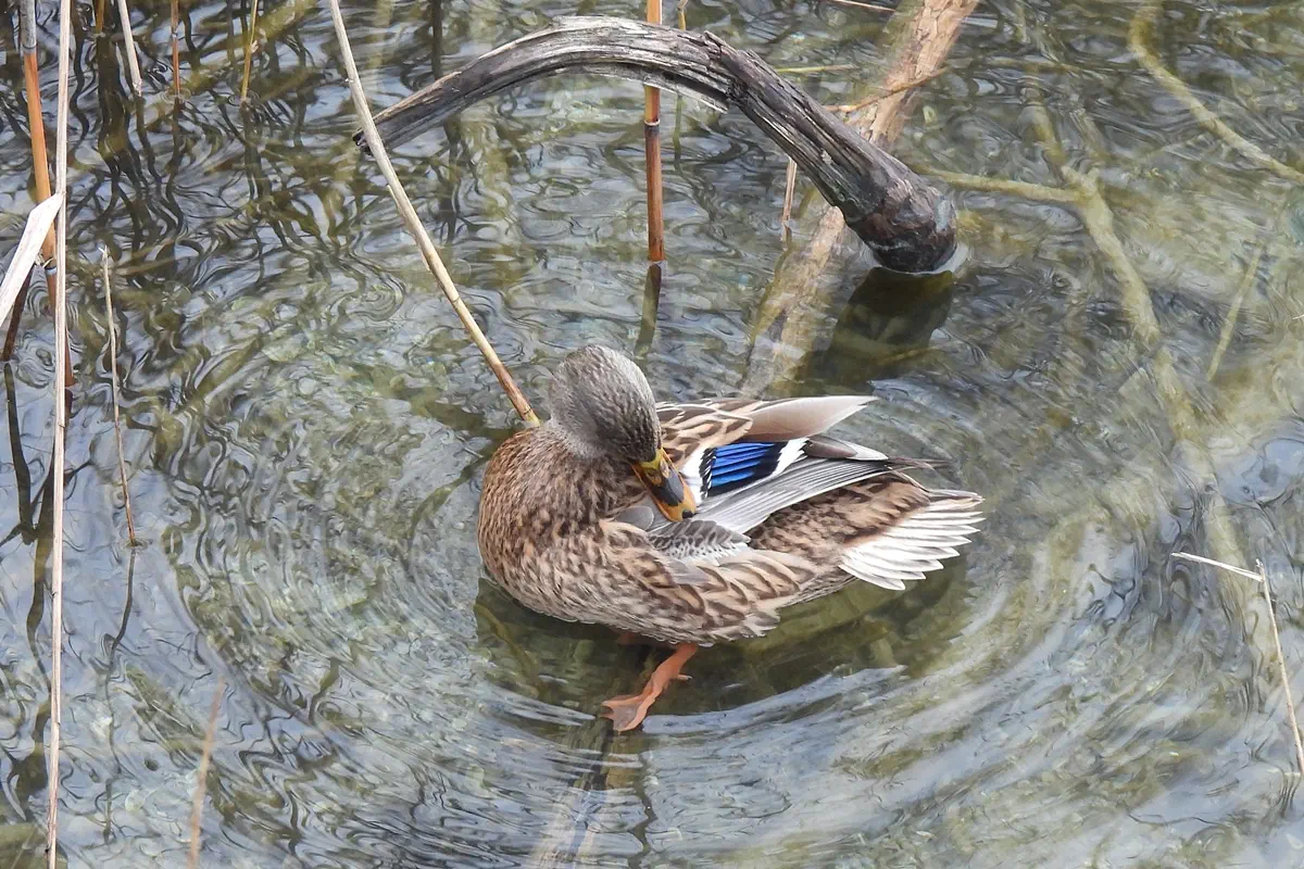 Stockente