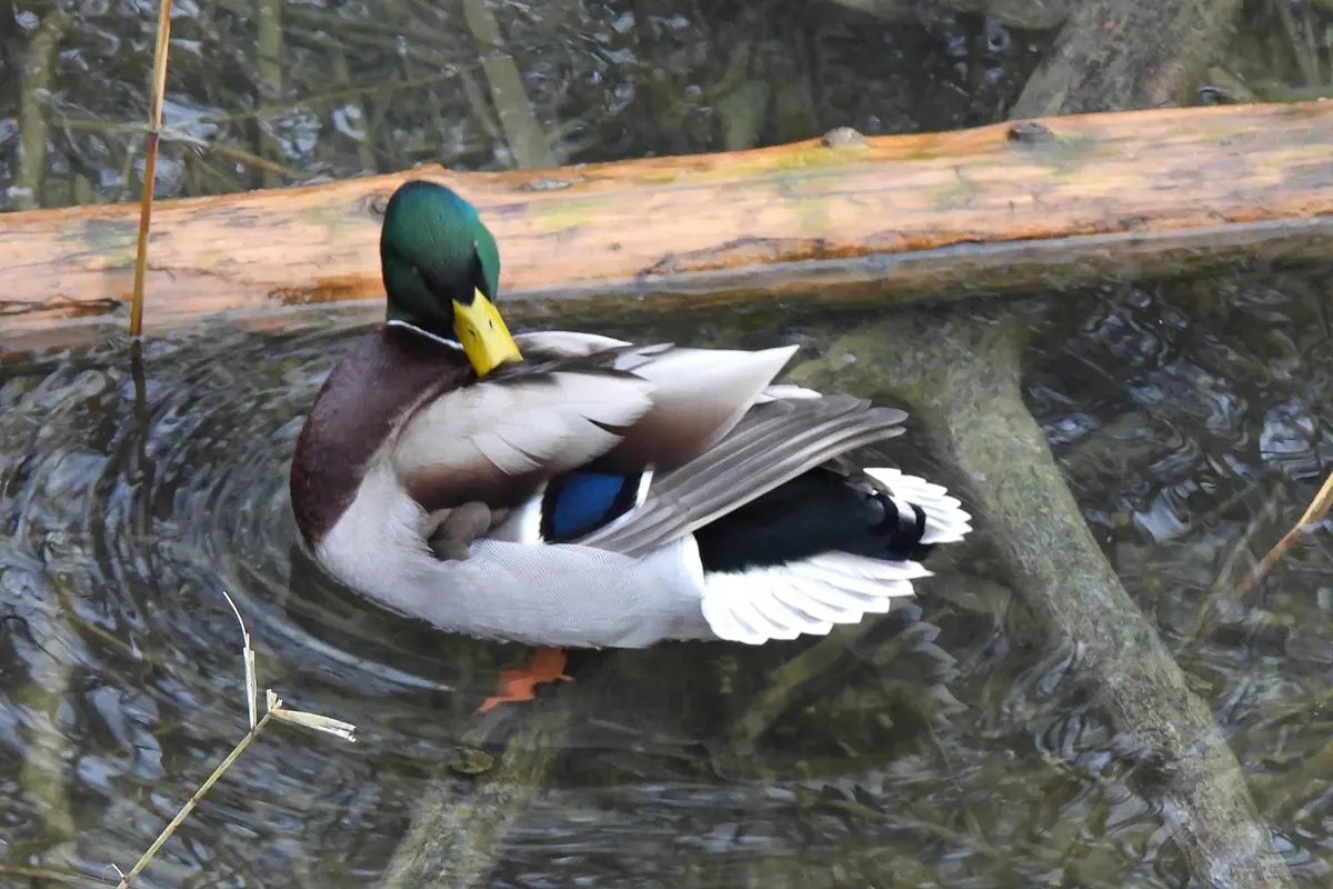Stockente