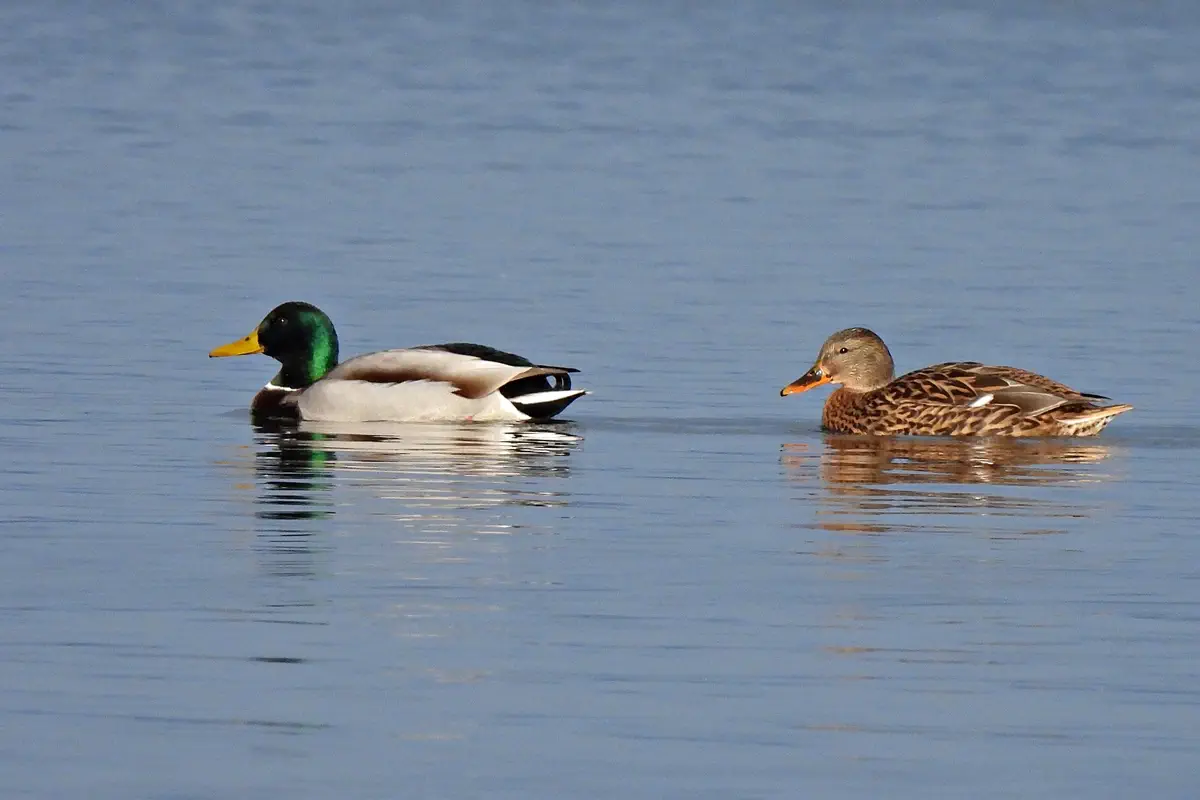 Stockente